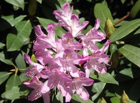 Rododendron " Pont x Roseum "